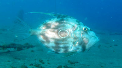 深海魚のマトウダイ