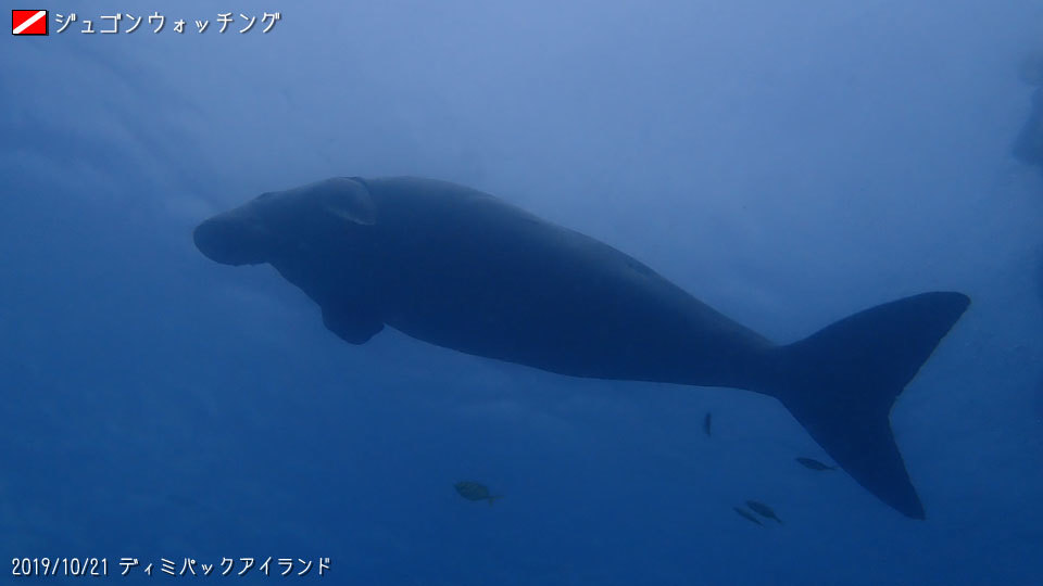 2019/10/21 ジュゴン