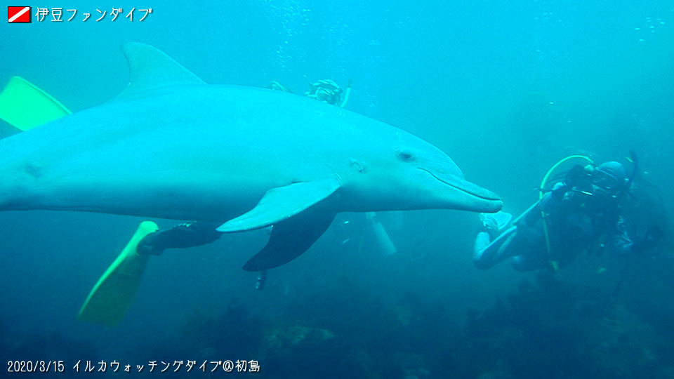 2020/3/15 イルカウォッチングダイブ＠初島