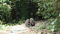 ヤクザルは、登山道でのみとりしてました。