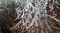 枝を覆った透明の氷。これは雨氷といって珍しいとか