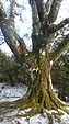 樹齢300年といわれる大きなブナの木