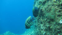 大きなロクセンヤッコのペア