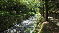 対島川沿いを歩きます