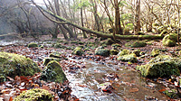 苔むした沢が神秘的な印象